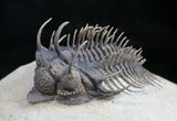Amazing Spiny Comura Trilobite - #9469-6